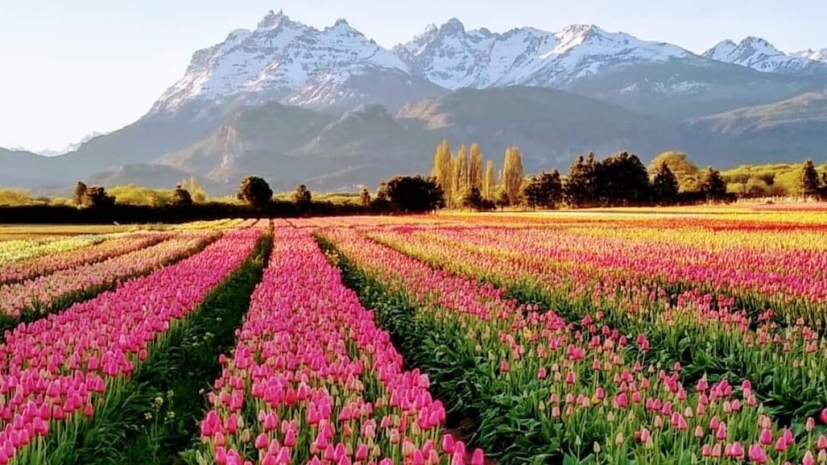 Campo de tulipanes en Trevelin. Foto: X RespiraArg.