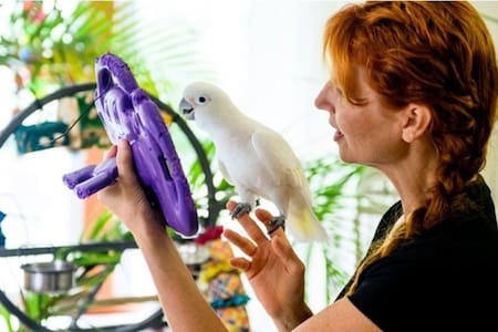 Los loros pueden interactuar por videollamada. Fuente: Northeastern University