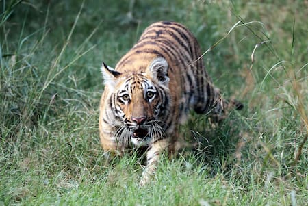 Los primeros 2 tigres de Bengala nacidos en cautiverio. Foto: EFE.