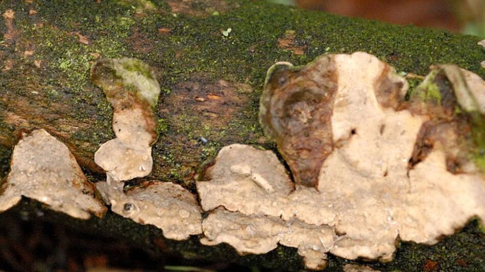 Curiosidades de los hongos. Foto: Noticias Ambientales.