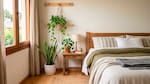 El truco para un descanso total: las plantas de interior que decoran la habitación y mejoran el aire para dormir
