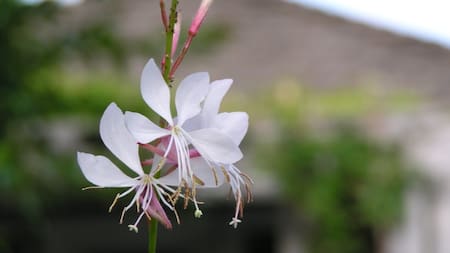 Gaura lindheimeri