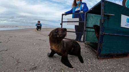 Lobo marino devuelto al mar en San Clemente del Tuyú. Foto: EFE.