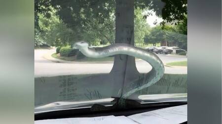 Video viral - YouTube