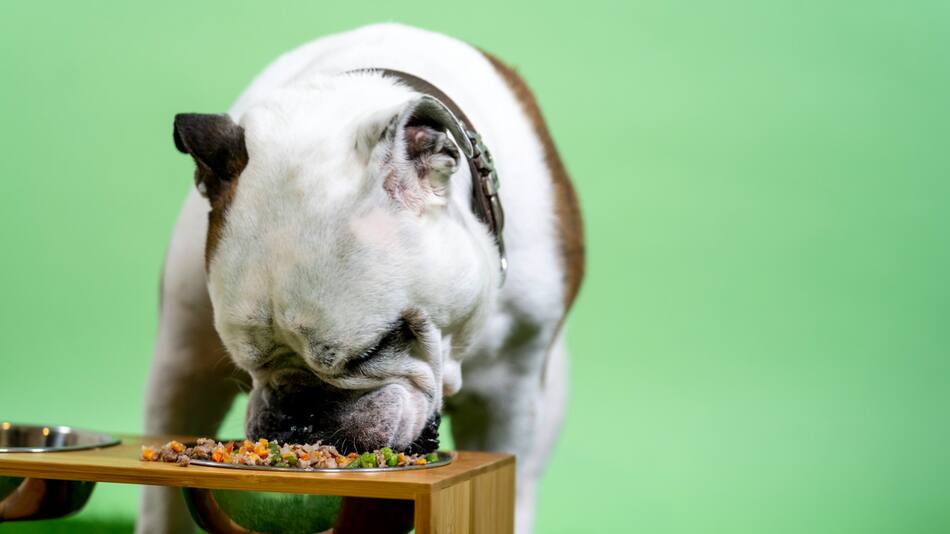 Perros, comida, alimentación. Foto: Unsplash