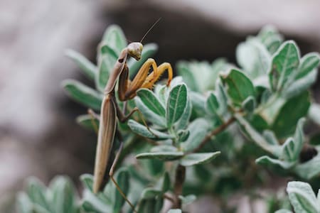 Mantis religiosa. Foto: Pexels.