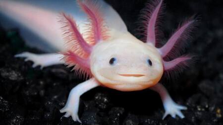 Los 10 animales más raros del mundo. Foto X.