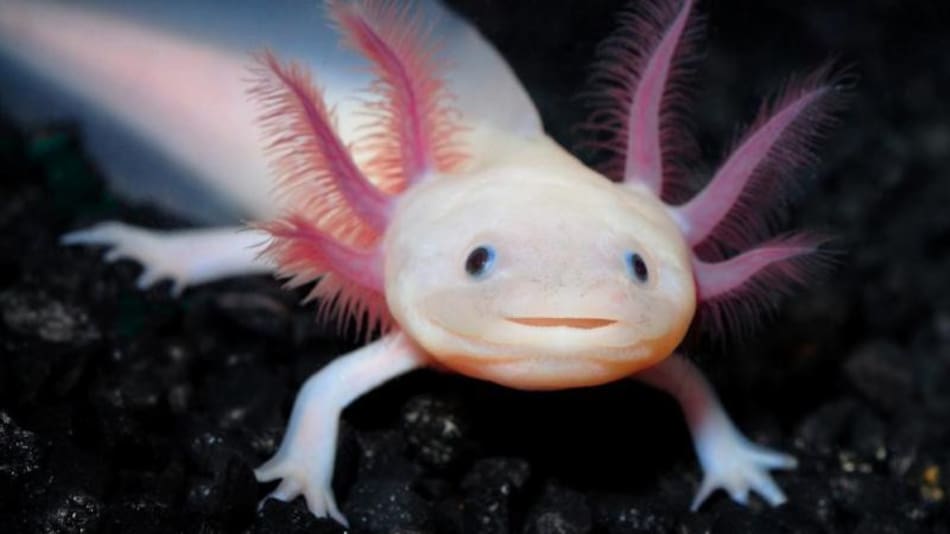 Los 10 animales más raros del mundo. Foto X.