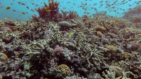 La Gran Barrera de Coral en Australia sufre un desgaste sin precedentes