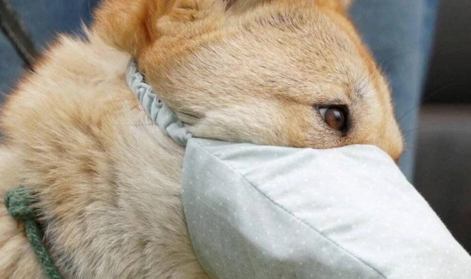 Perro en China, protección, REUTERS