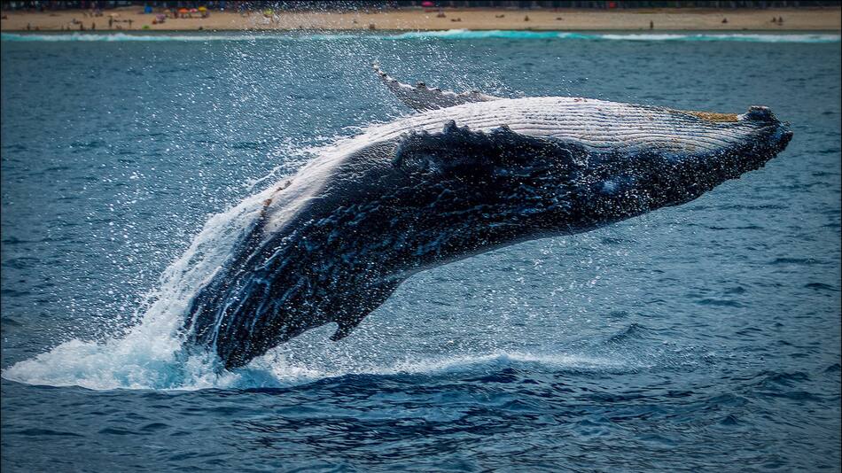 Ballena. Fuente: Unplash