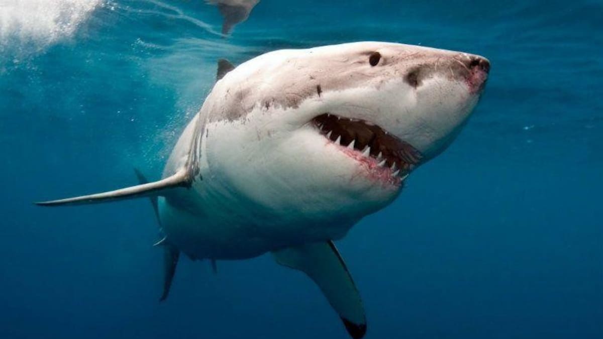 Tiburón mata a surfista en playa de Estados Unidos