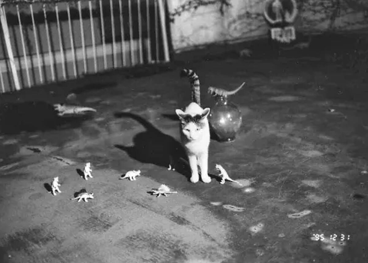 El fotógrafo japonés Nobuyoshi Araki retrató durante 22 años a Chiro, la gata que llegó a su hogar por iniciativa de su esposa Yoko. Tras perder a ambas, encontró en las fotografías una manera de conservar sus recuerdos.