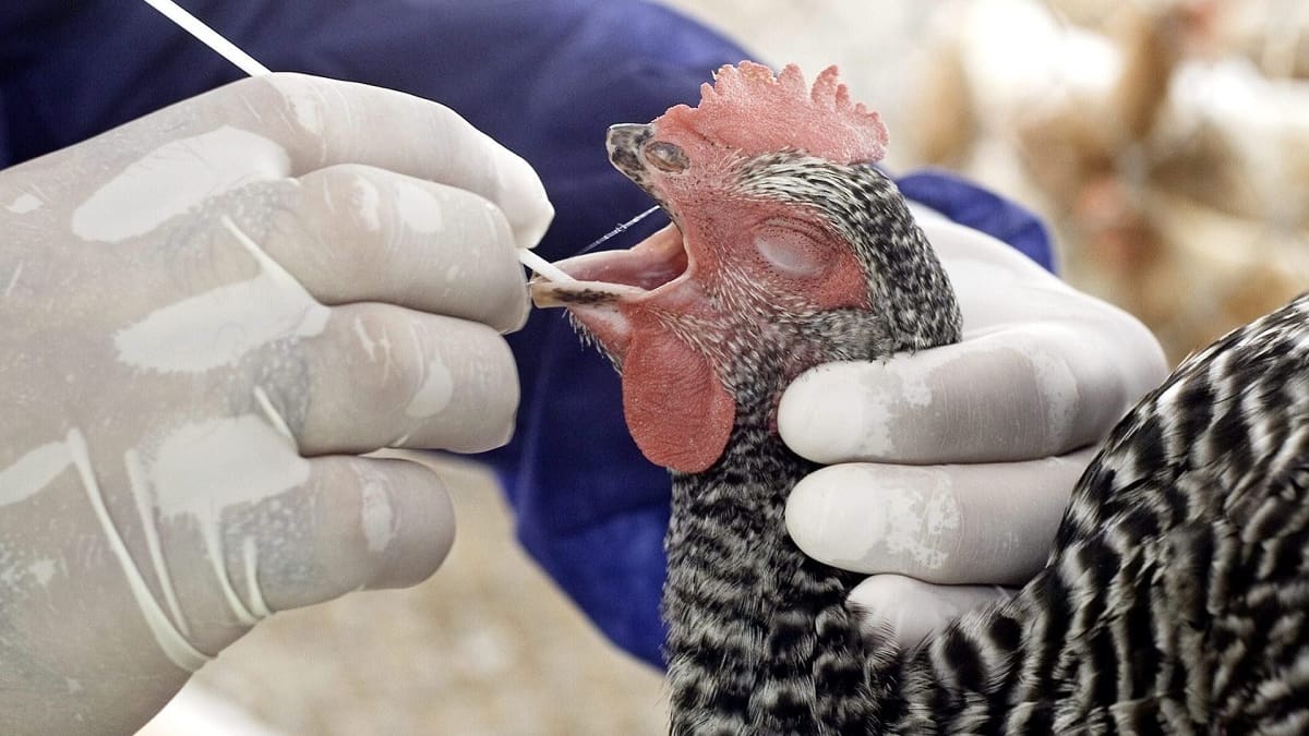 Paraguay cierra sus fronteras a aves y derivados avícolas provenientes de Argentina ante casos de gripe aviar.