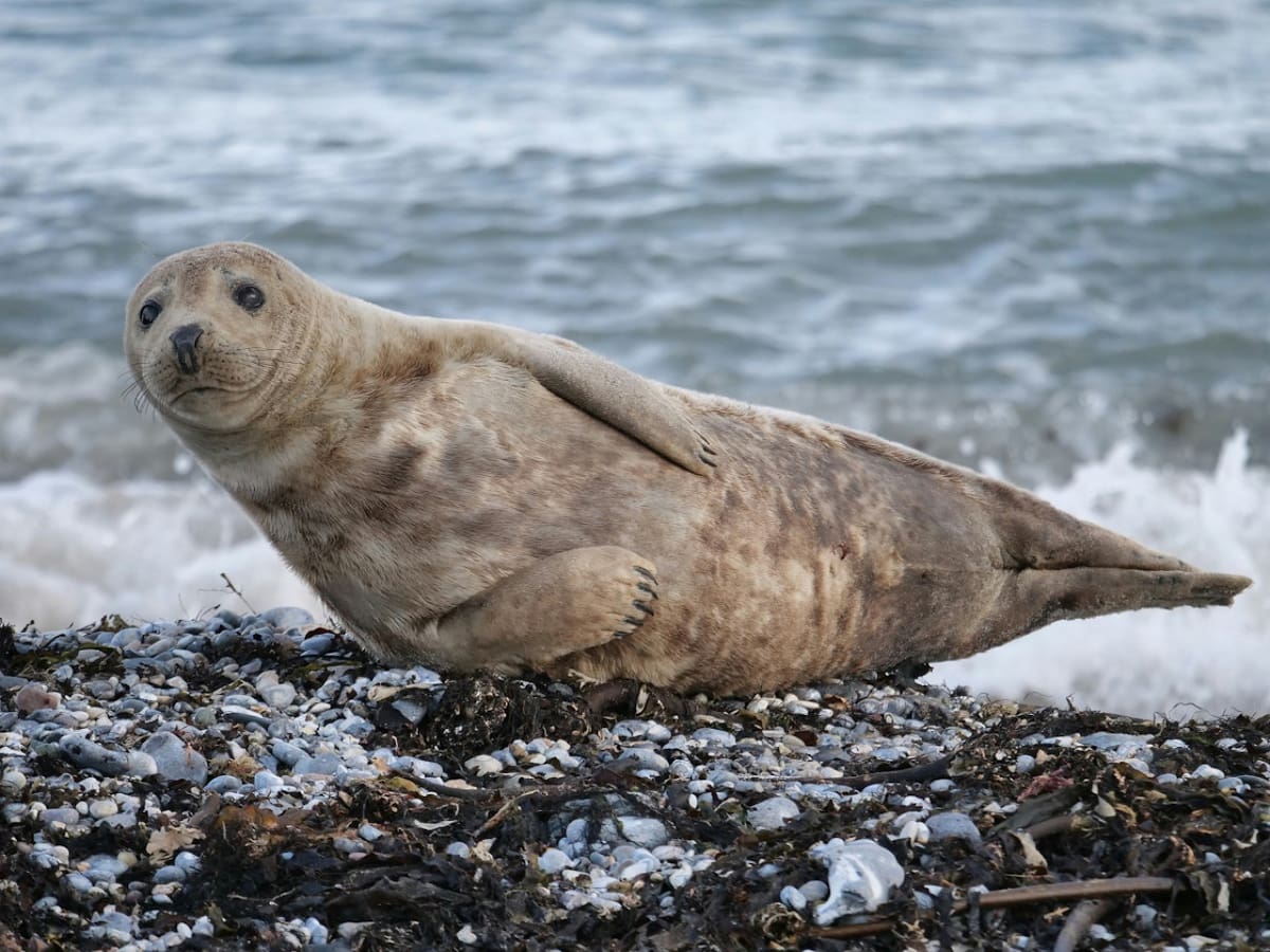 Lobo marino. Foto: Unsplash.