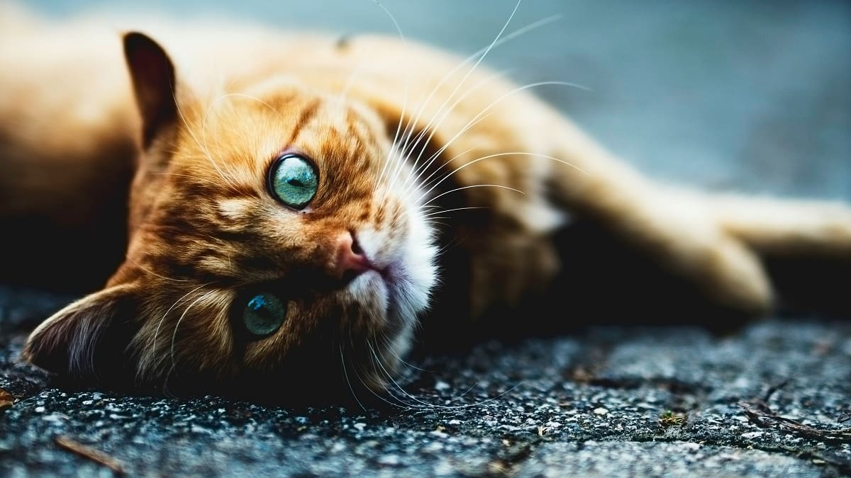 Gato naranja.