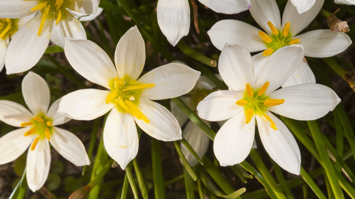 Tiene flores durante 6 meses al año, necesita pocos cuidados y perfuma el jardín: la planta ideal para principiantes
