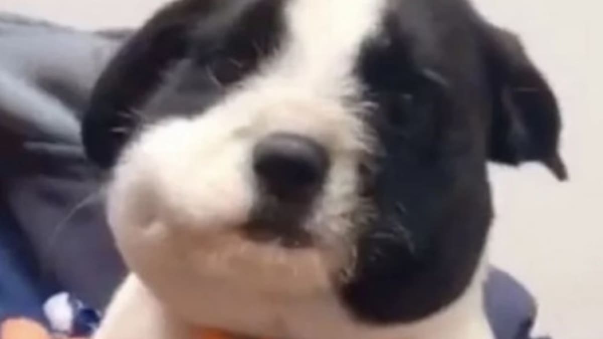 Así quedo la cara del perrito luego de comerse una abeja. Foto captura.