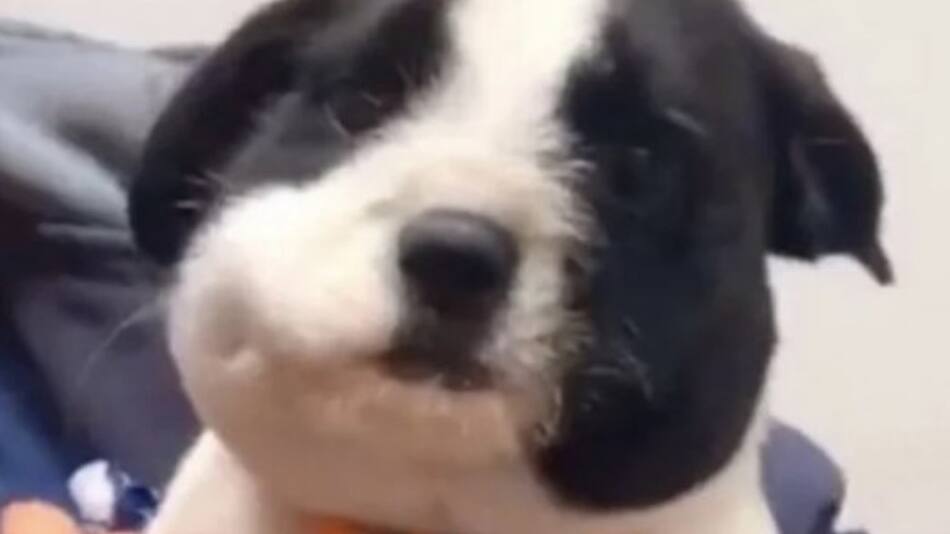 Así quedo la cara del perrito luego de comerse una abeja. Foto captura.