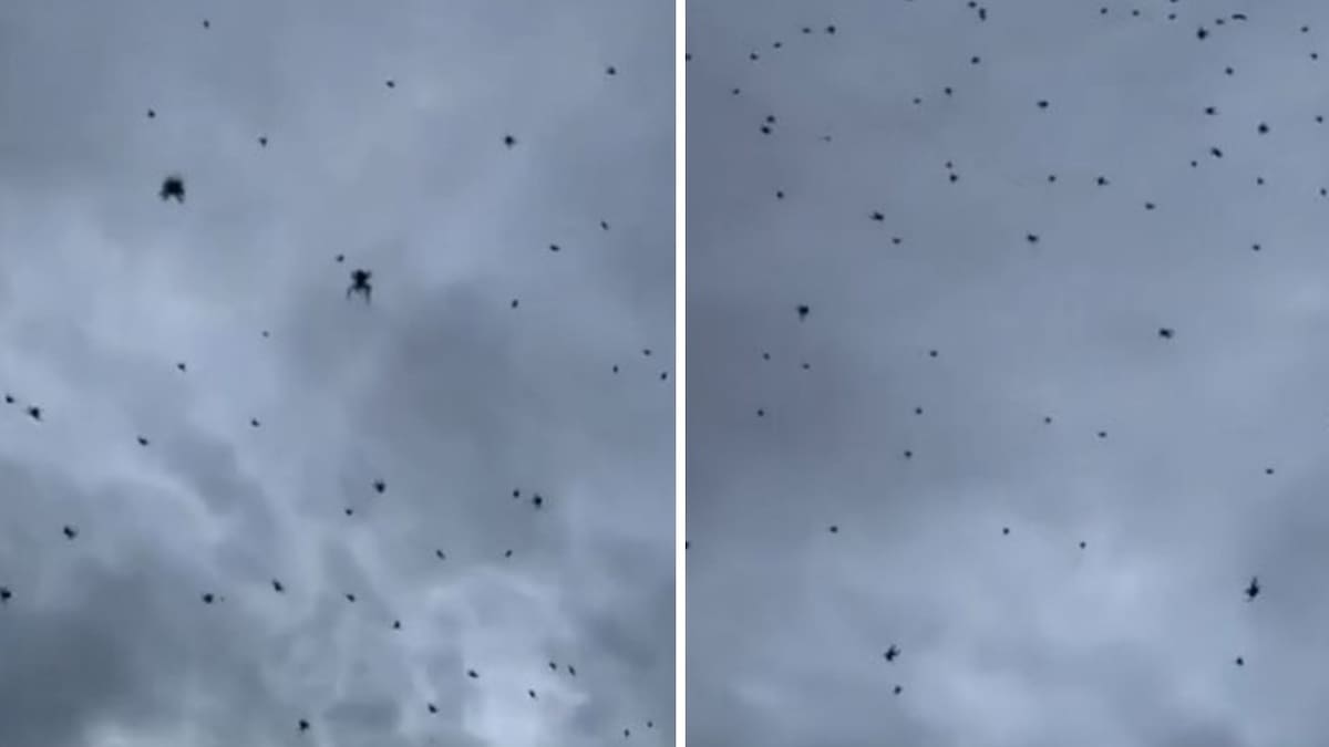 Lluvia de arañas en Brasil. Foto: capturas de video.