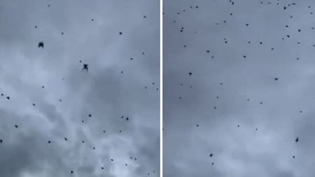 Lluvia de arañas en Brasil. Foto: capturas de video.