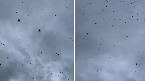 ¿"Lluvia de arañas" o ilusión óptica?: el impactante fenómeno natural que se viralizó en redes sociales