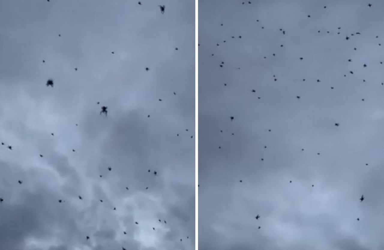Lluvia de arañas en Brasil. Foto: capturas de video.