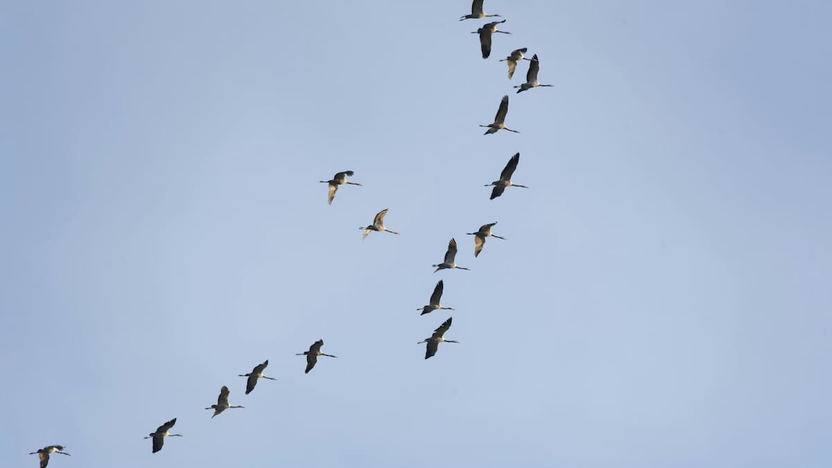 Aves migratorias. Foto: Unsplash