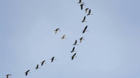 Aves migratorias. Foto: Unsplash