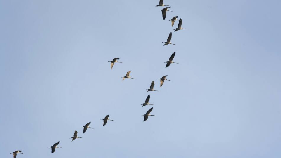 Aves migratorias. Foto: Unsplash