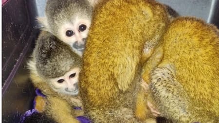 Recuperan 4 crias de mono titi en Formosa. Foto: Gobierno Nacional