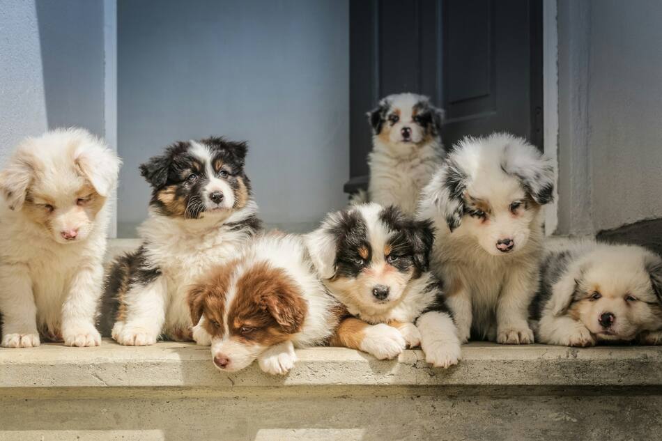 Mascotas. Foto: Unsplash.