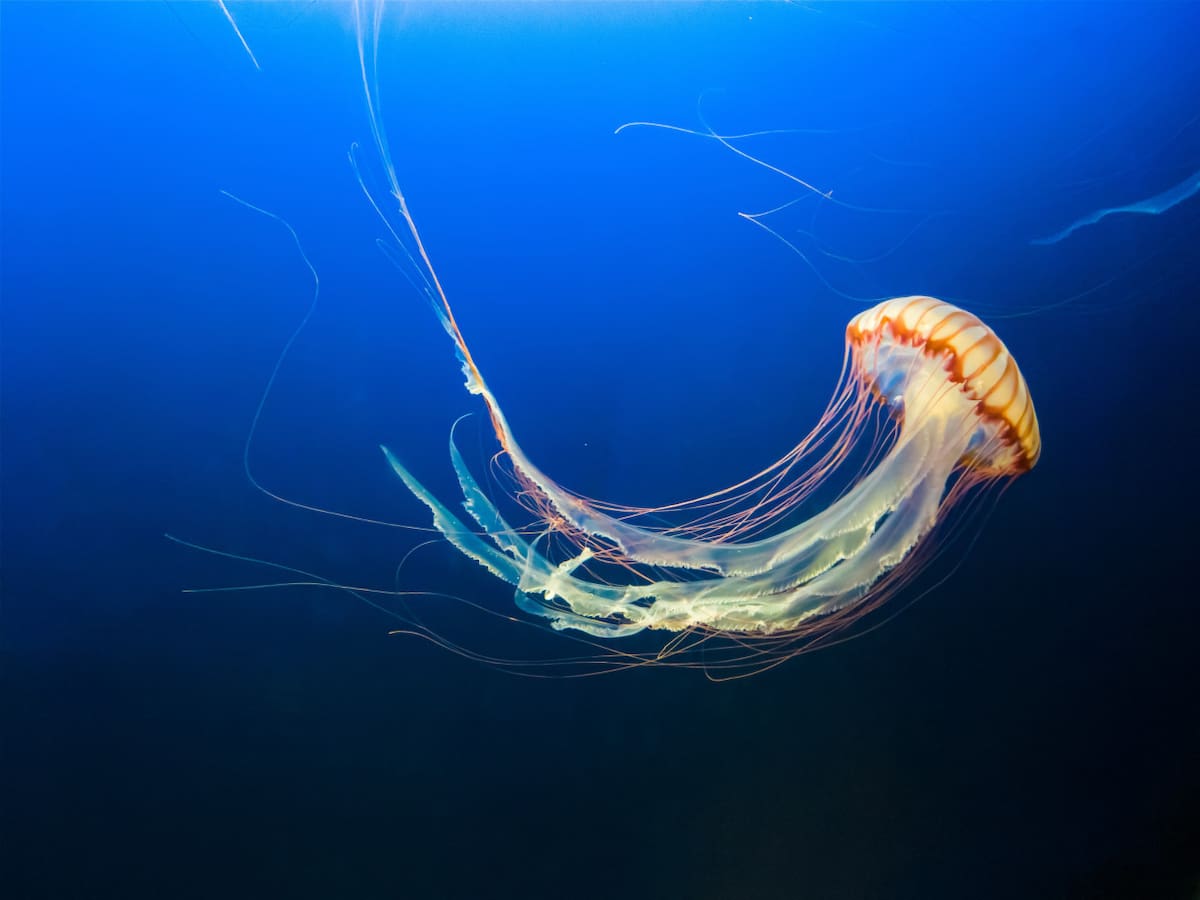 Medusa. Foto: Unsplash