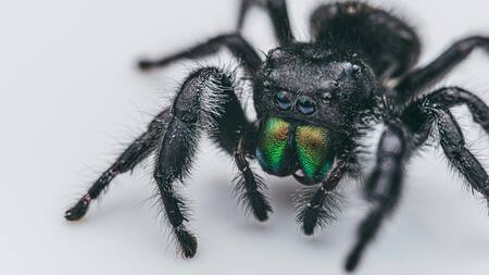 Araña. Foto: Unsplash