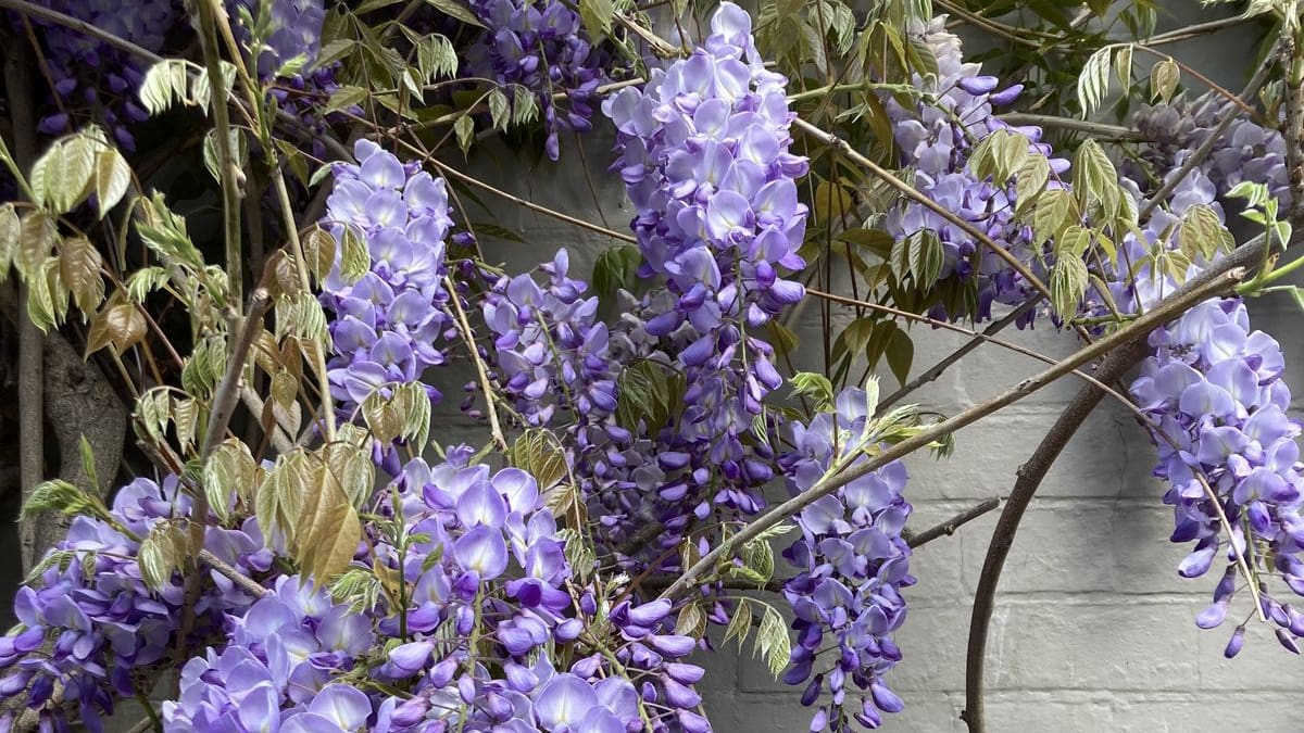 La trepadora que puede vivir más de un siglo y es perfecta para llenar de flores y sombra el jardín