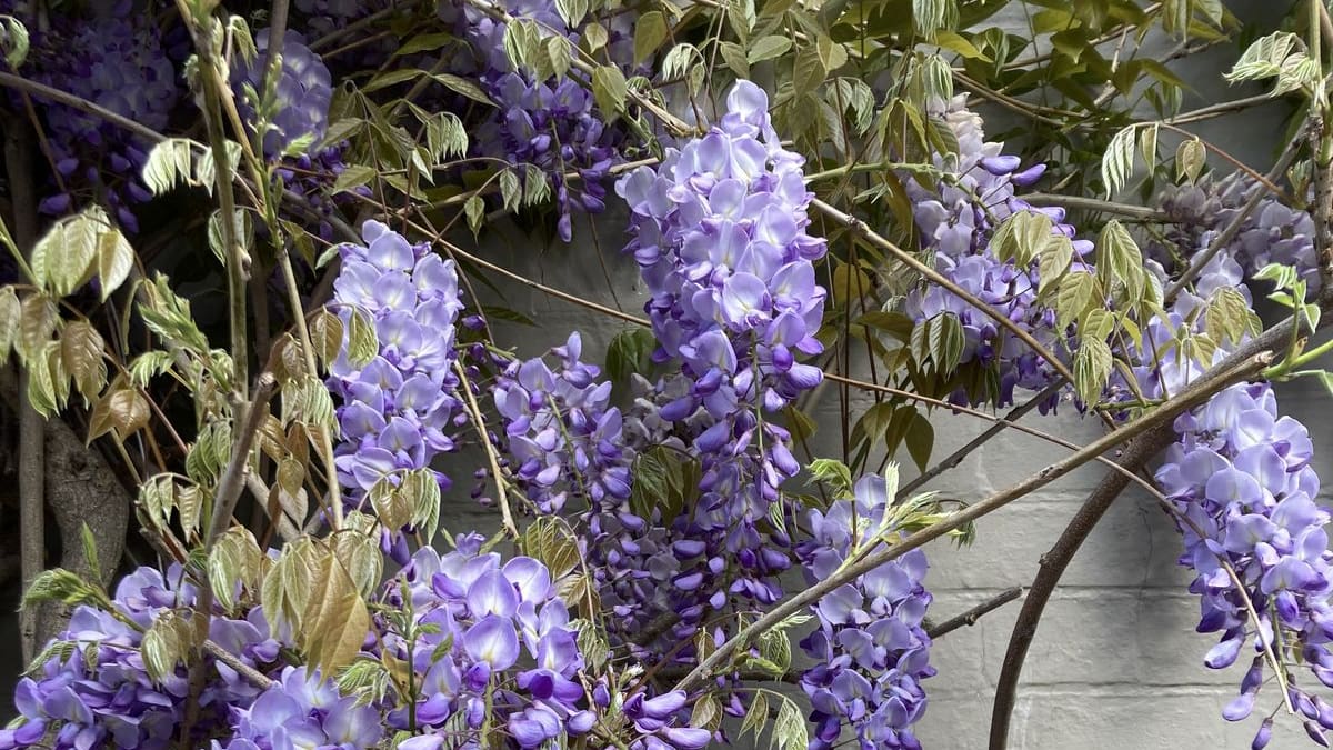 Los jardineros la recomiendan: la planta trepadora que puede vivir más de 100 años, da mucha sombra y es igual de bonita que la Santa Rita