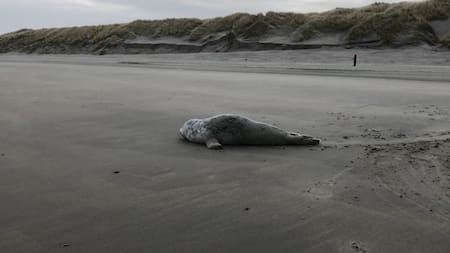 Foca fue rescatada de una red de pesca. Foto: captura video Viory/Natuurcentrum Ameland / Johan Krol