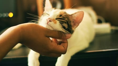 El emotivo video de un gato que llora a su amiga perruna fallecida. Foto, ilustrativa. Unsplash