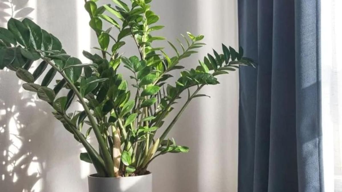 Plantas