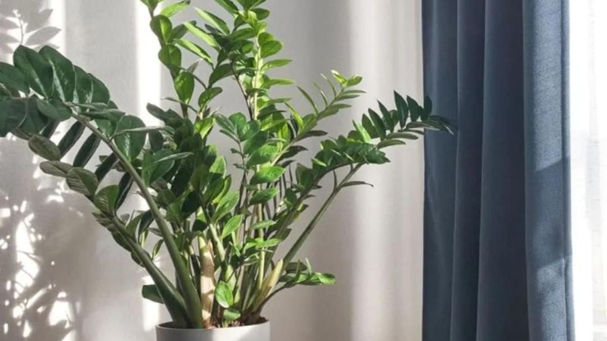 La favorita de las oficinas: cómo cuidar la zamioculca, la planta más bonita y resistente del invierno