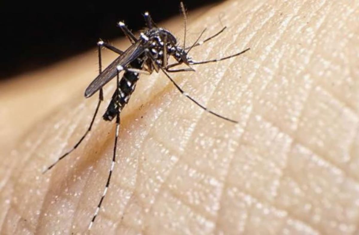 Dengue, mosquito, foto NA