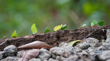 El truco definitivo para que no suban las hormigas al árbol limonero: cómo utilizar un elemento que está en todas las casas