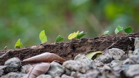 Hormigas invasoras. Foto: Unsplash