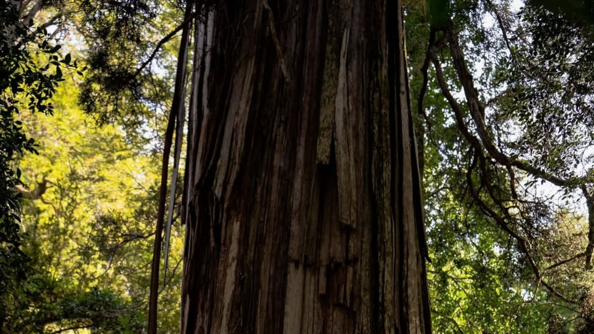 Una joya natural única en el mundo: el árbol milenario que crece en Argentina y asombra por su tamaño y longevidad