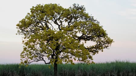 Árbol Guayacán.