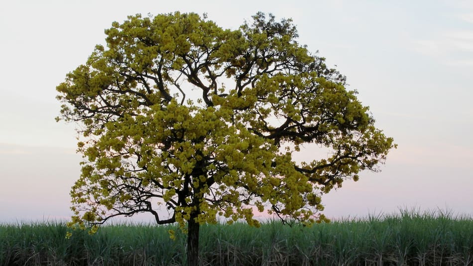 Árbol Guayacán.
