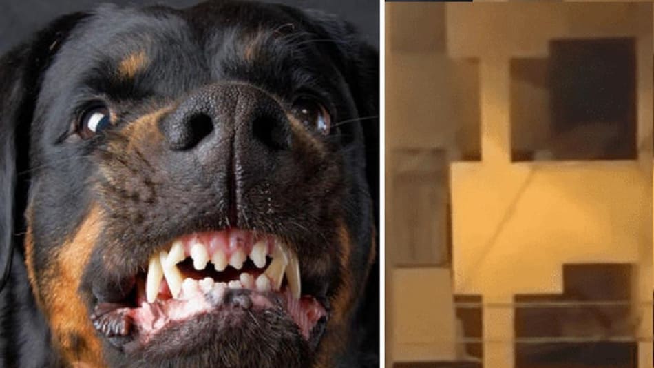 Perro defiende a su dueña de fantasma - YouTube