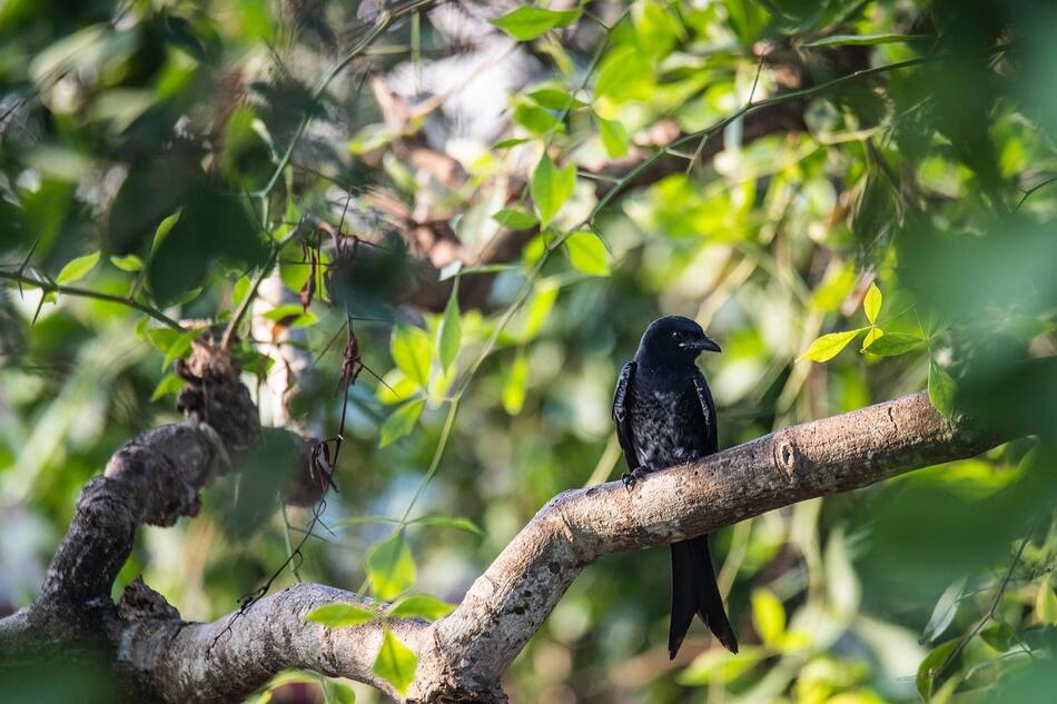 Drongo, pájaro africano. Foto: Pixabay.