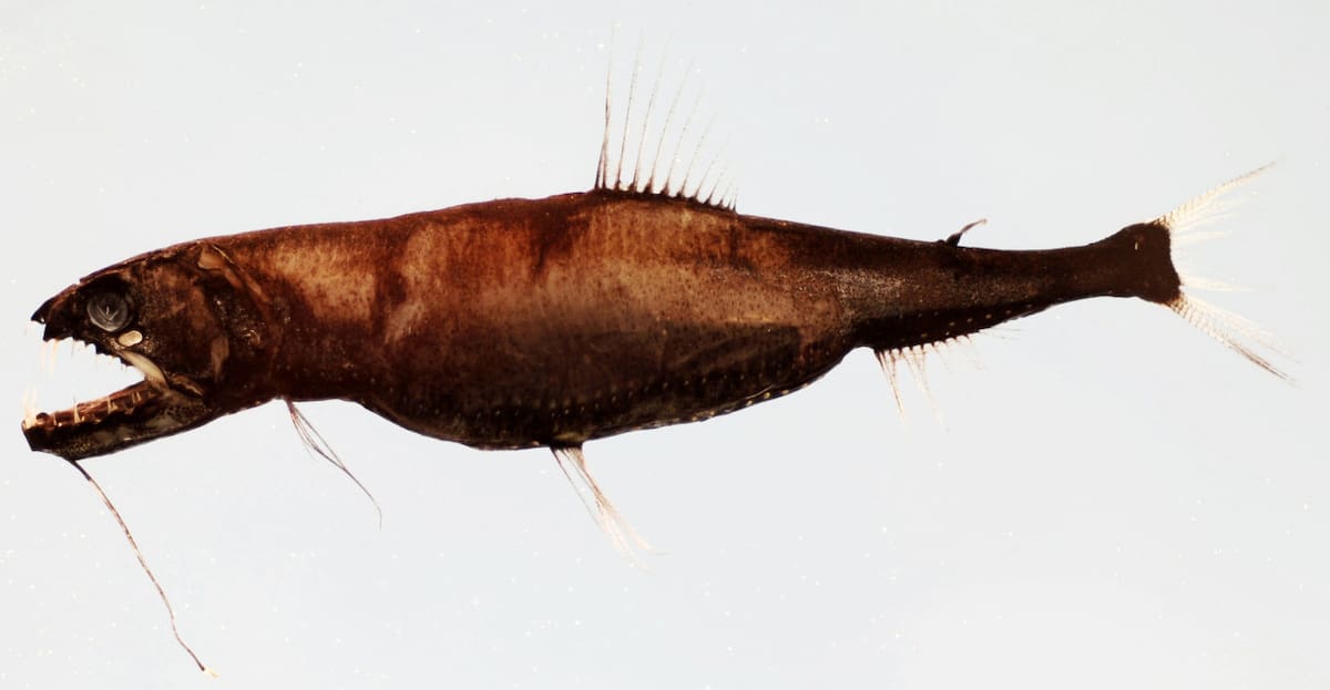 Pez dragón. Foto: Wikipedia.