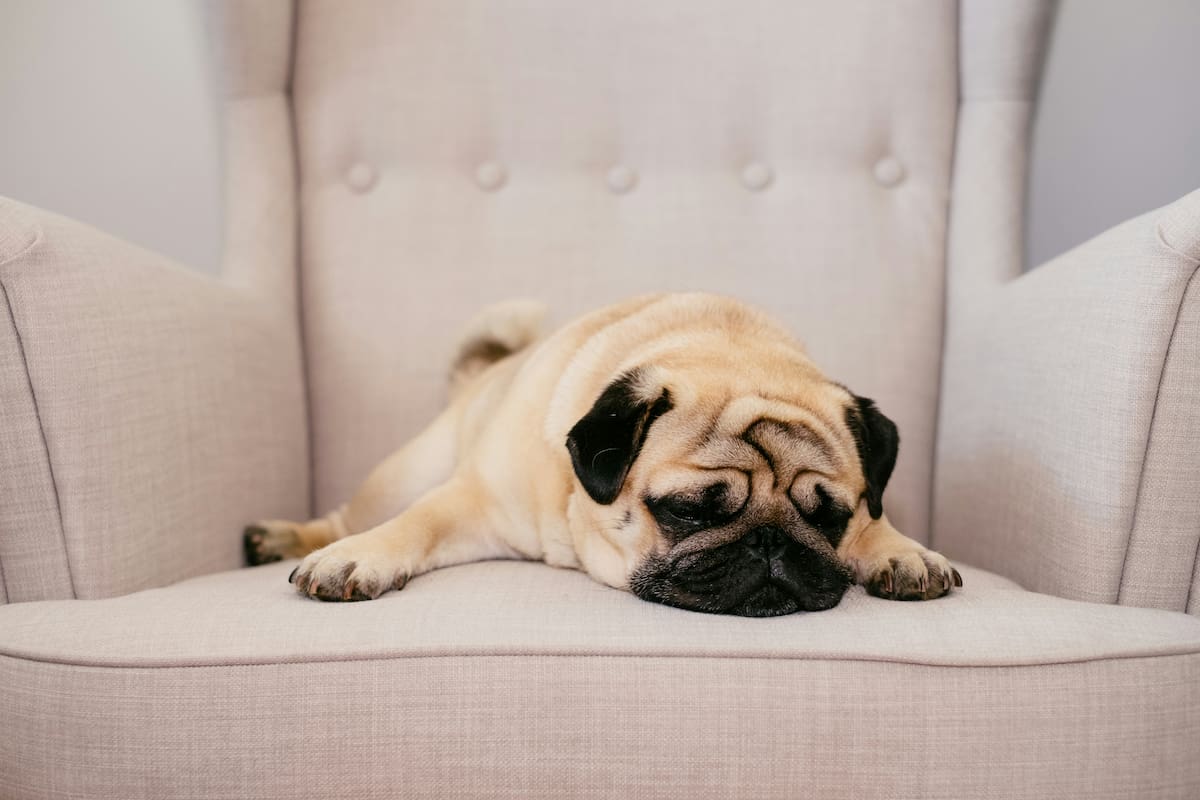 Los veterinarios advierten que los ronquidos del pug no siempre son normales.